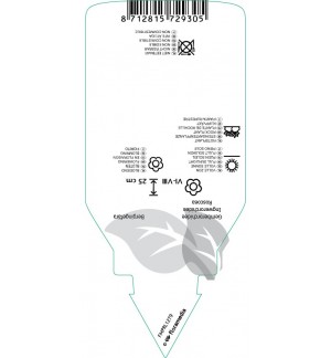 Etichette di Roscoea ‘Beesiana’ *