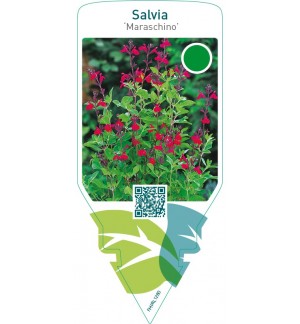 Salvia greggii ‘Maraschino’