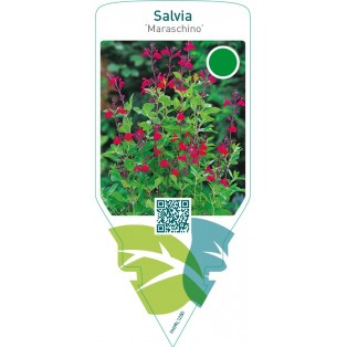 Salvia greggii ‘Maraschino’