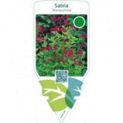 Salvia greggii ‘Maraschino’