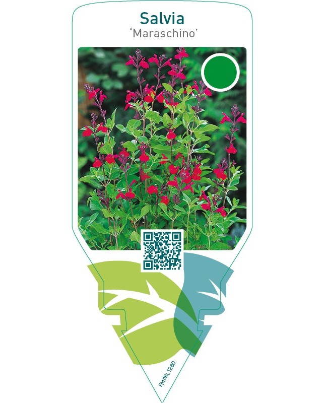 Salvia greggii ‘Maraschino’