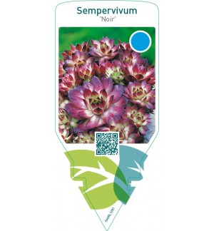 Sempervivum ‘Noir’