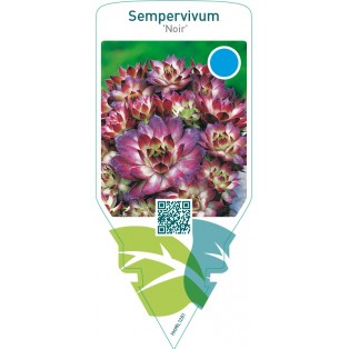 Sempervivum ‘Noir’