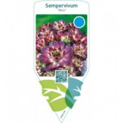Sempervivum ‘Noir’