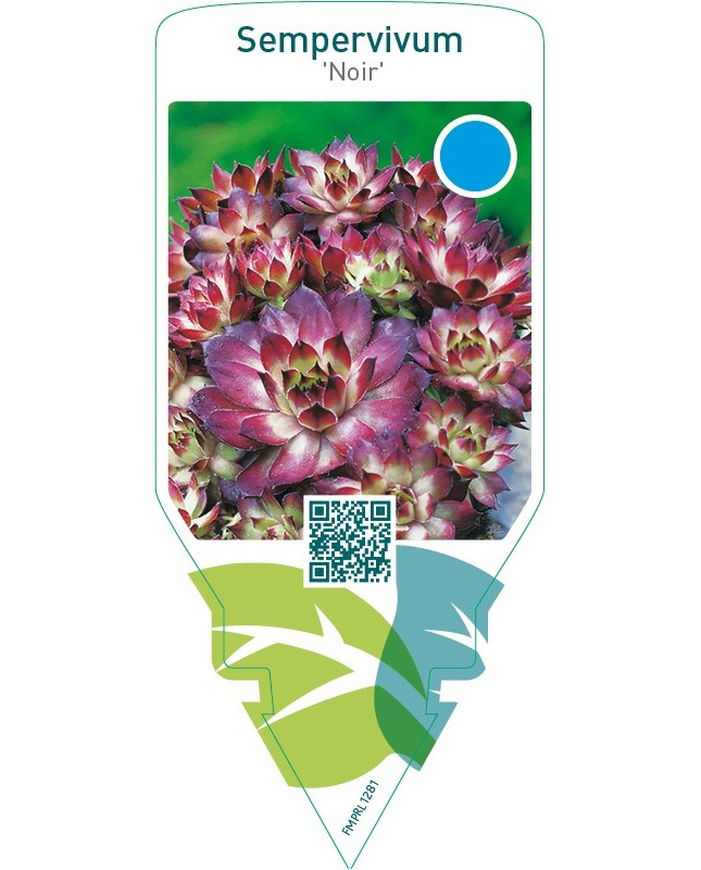 Sempervivum ‘Noir’