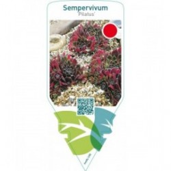 Sempervivum ‘Pilatus’