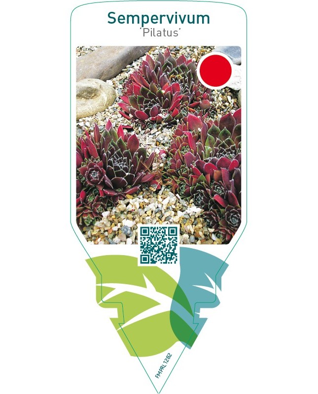 Sempervivum ‘Pilatus’