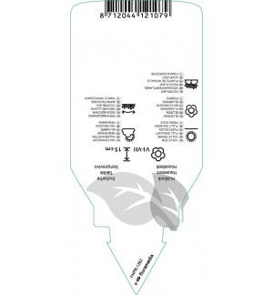 Etichette di Sempervivum ‘Pilatus’ *