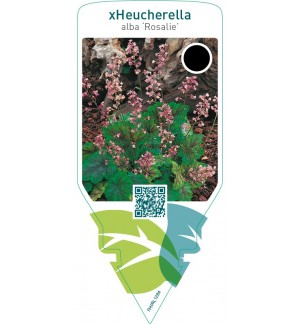 Tiarella cordifolia ‘Rosalie’