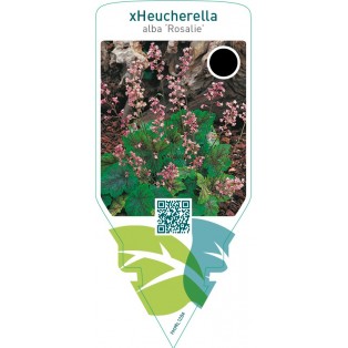 Tiarella cordifolia ‘Rosalie’