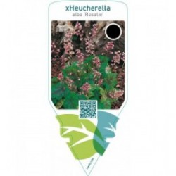 Tiarella cordifolia ‘Rosalie’