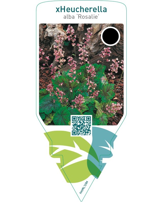 Tiarella cordifolia ‘Rosalie’