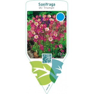 Saxifraga (A) ‘Triumph’