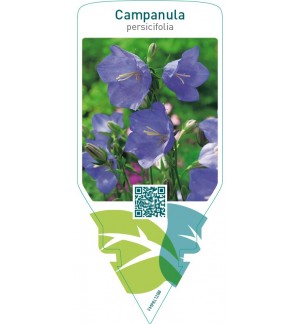 Campanula persicifolia   blue