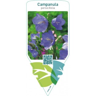 Campanula persicifolia   blue