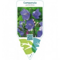 Campanula persicifolia   blue