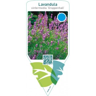 Lavandula intermedia ‘Grappenhall’