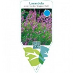 Lavandula intermedia ‘Grappenhall’