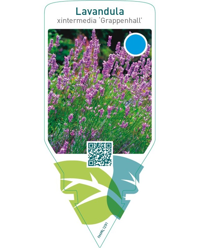 Lavandula intermedia ‘Grappenhall’