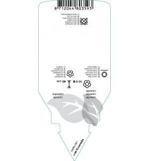 Etiquetas de Lavandula intermedia ‘Grappenhall’ *