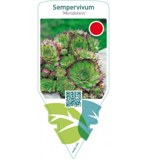 Sempervivum ‘Mondstein’