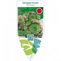 Sempervivum ‘Mondstein’