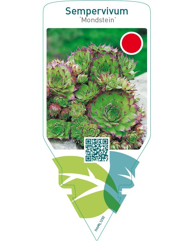 Sempervivum ‘Mondstein’